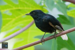 White-vented Shama (Copsychus niger), Palawan